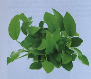 anubias nana